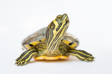 turtle looking up