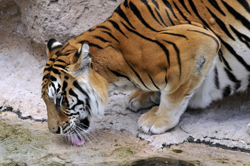 Naklejka premium Closeup tiger (Panthera tigris) drinking in a pond
