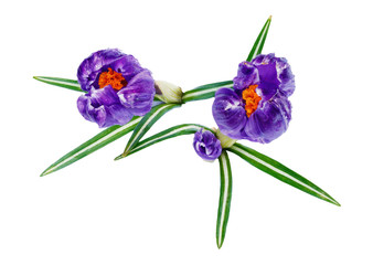  Crocus flowers  isolated on white background .