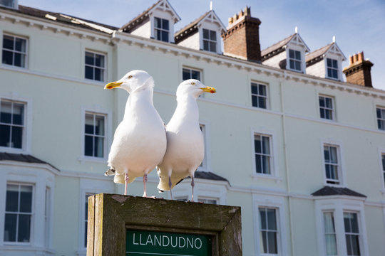 Two seagulls resting standing