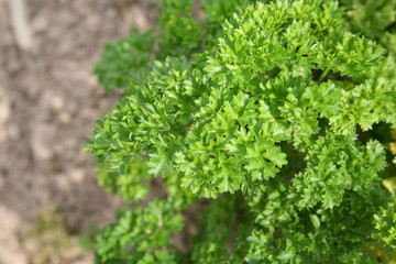 prezzemolo nell'orto