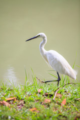 Animals in Wildlife - White Egrets. Outdoors.