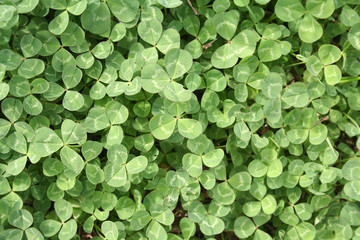 Obraz premium trifoglio verde 