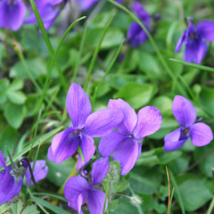 gruppo di violette in giardino