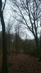 Path through the wild forest