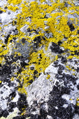 Yellow lichen of the genus Candellaria growing on a stone