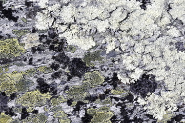 Different crustose lichen growing on a stone