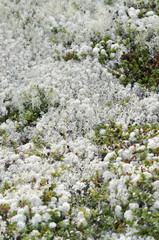 Different species of reindeer lichen growing together