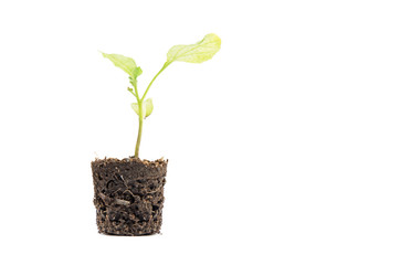 Little eggplant in the pots isolated on white background, with r