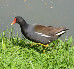 moorhen walking in the grass near the water