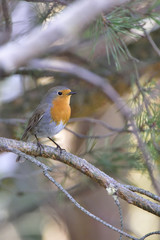 Rotkehlchen im Frühjahr