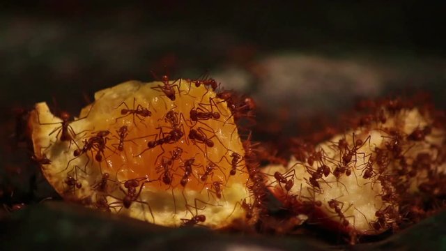 Ants working on piece of orange.
