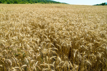 Rich wheat harvest.