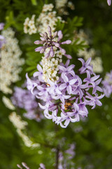 Wallpaper violet flowers