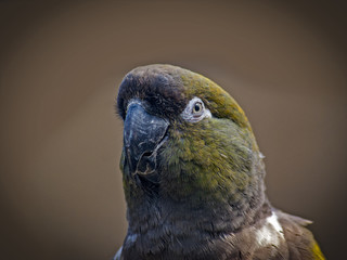 papuga © Henryk Olszewski