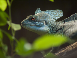kameleon © Henryk Olszewski