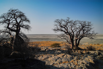 Fototapeta na wymiar Baobab - Afrikanischer Affenbrotbaum