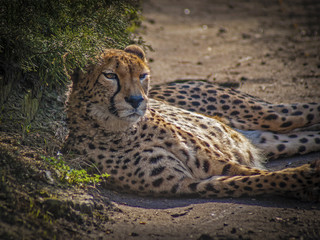 gepard © Henryk Olszewski
