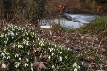 Obraz premium Nature - Namur