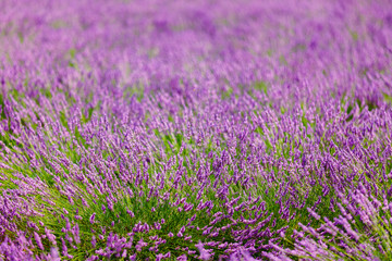 Blurred background of Blooming Purple Lavender Flowers Field in 
