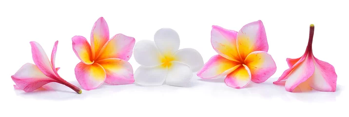 Rolgordijnen frangipanibloem die op witte achtergrond wordt geïsoleerd © akepong srichaichana
