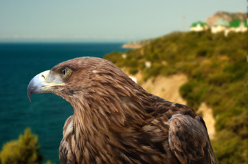  eagle on a background seascape