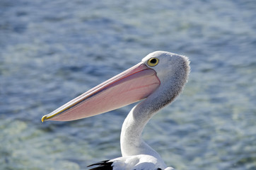 pelican
