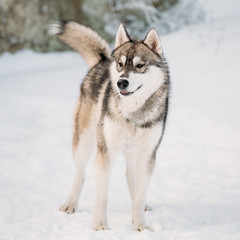 Obraz premium Young Gray Husky Dog Barking Outdoor In Snow. Winter