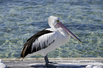 pelican