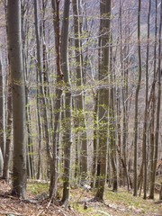leafless beech wood in the spring