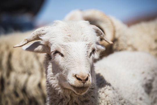 Close up of face of sheep