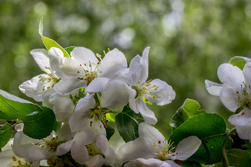 Blossoming Apple Tree