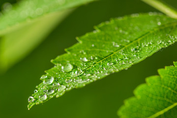 Fototapeta premium Fresh green grass with water drops closeup