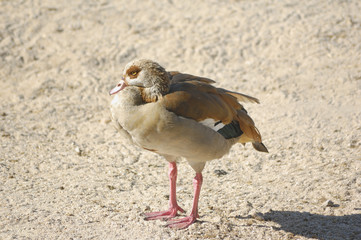 Portrait of an Egyptian Goose (Alopochen aegyptiaca)