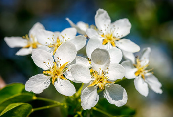 Obraz na płótnie Canvas Apple tree blossoming flowers
