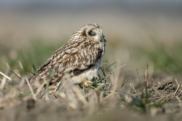 Short eared owl a beautiful owl with yellow eyes