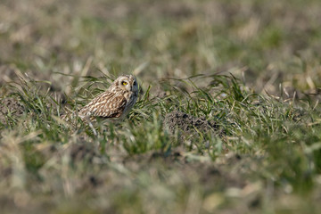 Short eared owl a beautiful owl with yellow eyes