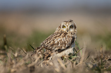 Short eared owl a beautiful owl with yellow eyes