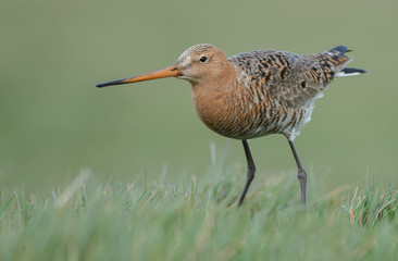 Black tailed godwit