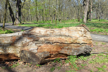 Old tree trunk in the woods