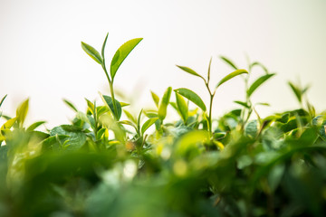 Green tea bud and fresh leaves. Tea plantations.
