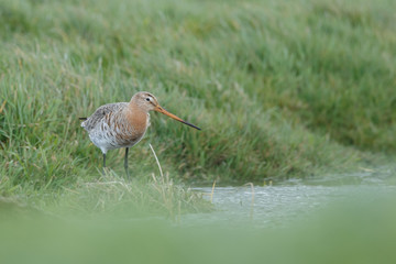 Black tailed godwit