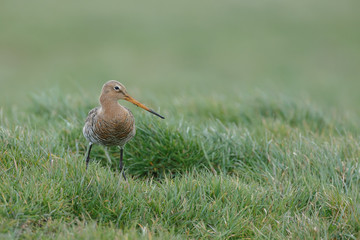 Black tailed godwit
