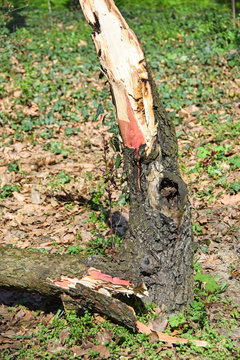 Broken tree trunk in the woods