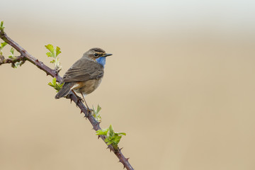 Singing Bluethroat on the stalk
