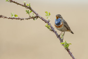 Singing Bluethroat on the stalk