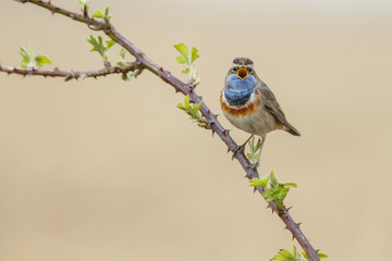 Singing Bluethroat on the stalk