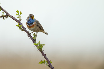 Singing Bluethroat on the stalk