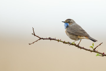 Singing Bluethroat on the stalk
