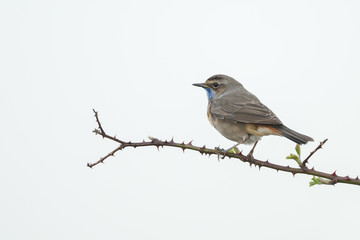 Singing Bluethroat on the stalk